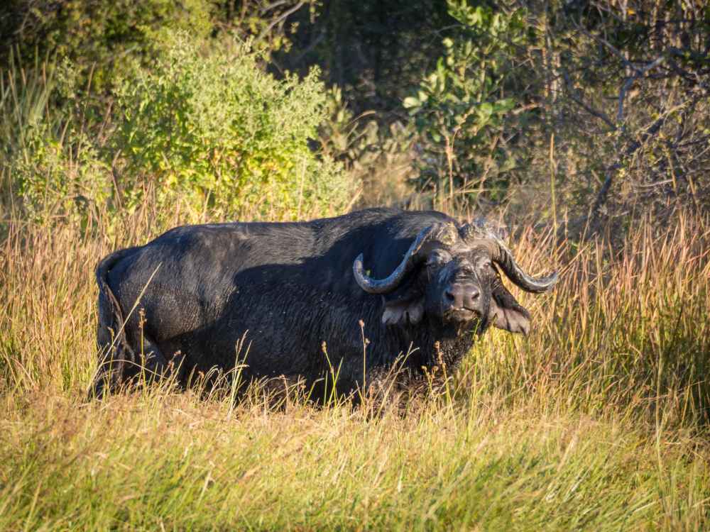 Indian Gaur