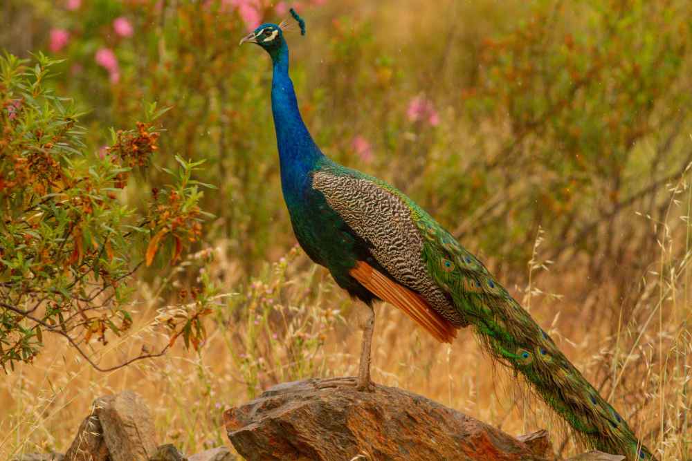 Indian Peafowl